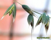 овсяные отруби от производителя с доставкой в регионы